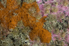 Mycale rotalis