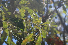 Banksia dentata