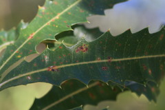Banksia dentata