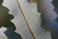 Banksia dentata