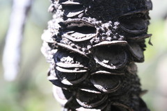 Banksia dentata