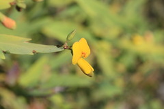 Bossiaea bossiaeoides