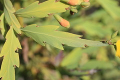 Bossiaea bossiaeoides