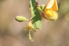 Bossiaea bossiaeoides