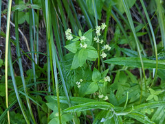 Galium oreganum
