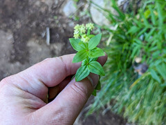 Galium oreganum