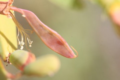 Bossiaea bossiaeoides