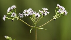 Aristeguietia lamiifolia