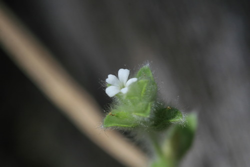 Image of Nelsonia canescens by (c) Benjamin Anderson, some rights reserved (CC BY)