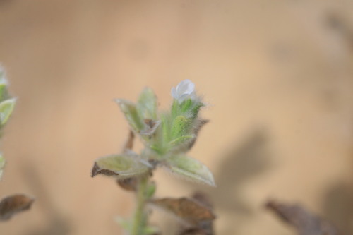 Image of Nelsonia canescens by (c) Benjamin Anderson, some rights reserved (CC BY)