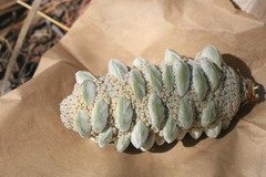 Banksia dentata