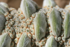 Banksia dentata