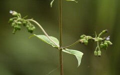 Aristeguietia lamiifolia