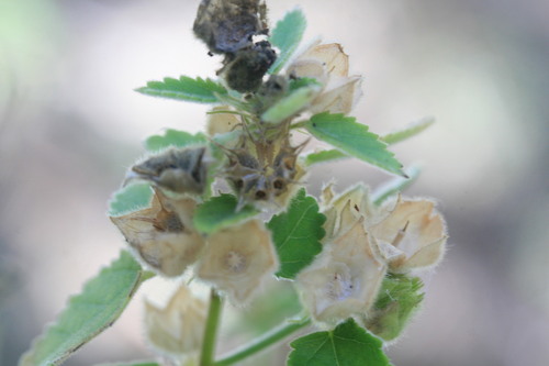 Sida rohlenae observed 2022-07-23