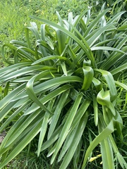Albuca nelsonii