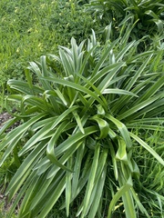 Albuca nelsonii
