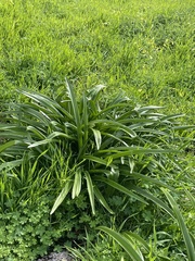 Albuca nelsonii