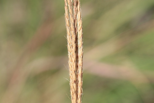Germainia truncatiglumis