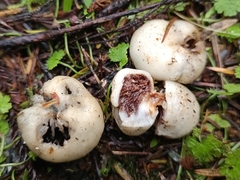 Psilocybe weraroa