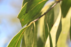 Psydrax pendulina