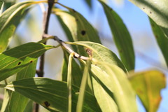 Psydrax pendulina