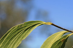 Psydrax pendulina