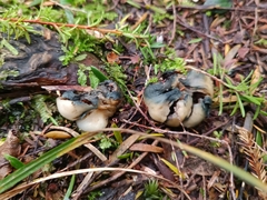 Psilocybe weraroa