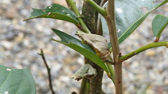 Papilio aegeus ormenus