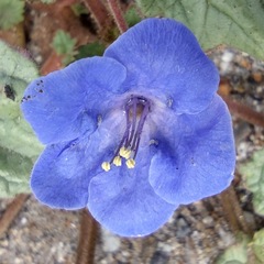 Phacelia campanularia campanularia