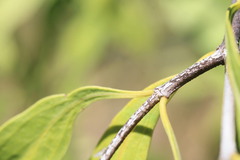 Psydrax pendulina
