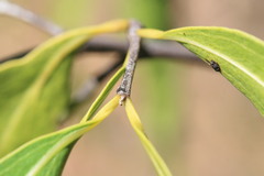 Psydrax pendulina