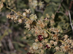 Stegnosperma halimifolium