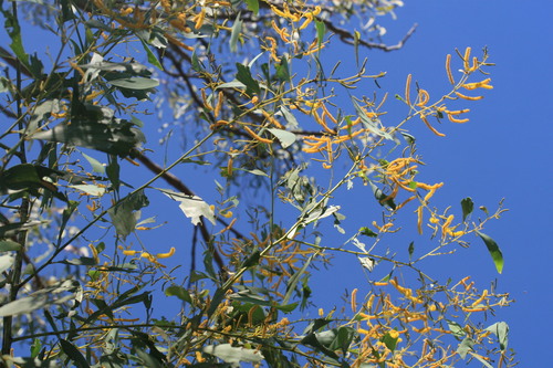 Image of Acacia tumida by (c) Benjamin Anderson, some rights reserved (CC BY)