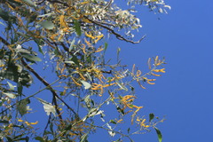 Acacia tumida