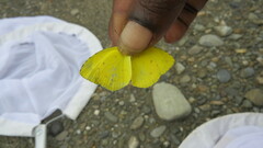 Eurema hecabe oeta