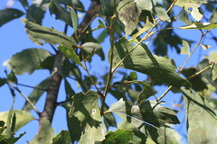 Acacia tumida