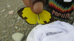 Eurema hecabe oeta