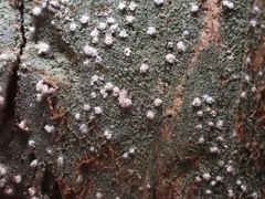 Opegrapha vermicellifera