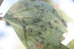 Acacia tumida