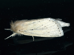 Bathytricha