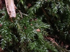 Plagiothecium nemorale