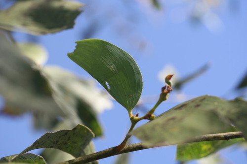 Image of Acacia tumida by (c) Benjamin Anderson, some rights reserved (CC BY)