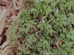 Thamnobryum alopecurum