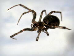 Steatoda castanea