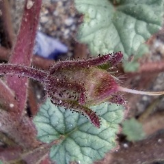 Phacelia campanularia campanularia