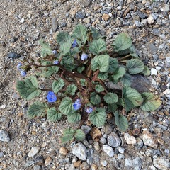 Phacelia campanularia campanularia