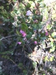 Boronia rhomboidea