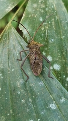 Aspilosterna albovittata