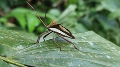 Aspilosterna albovittata