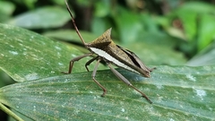 Aspilosterna albovittata